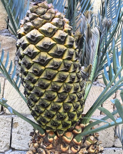 Encephalartos lehmannii - ,