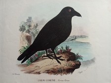 Litografia Antica 1850 CORVO