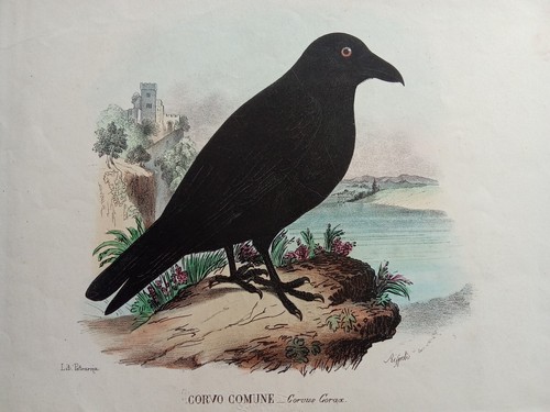 Litografia antica 1850 - antica, corvo