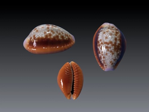 Cypraea helvola argella - cypraea,