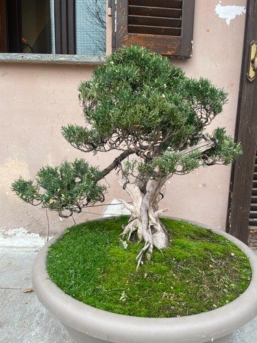 Bonsai ginepro chinensis - bonsai, di