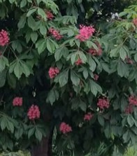 Ippocastano dai Fiori Rosa