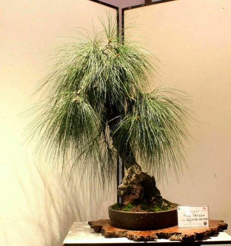 Pinus patula mexican - -, weeping
