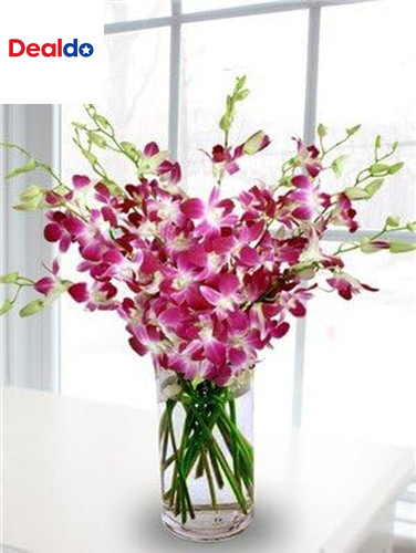 Orchidee viola taglio - -,