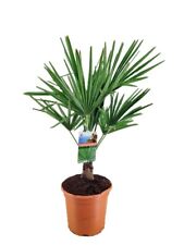 Palma cinese di Chusan