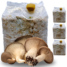 3 KIT COLTIVAZIONE FUNGHI