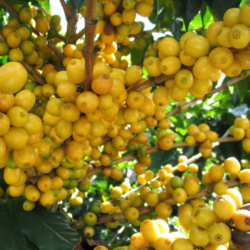 Semi caffè arabica catuai - semi,