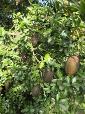 Limone Caviale Finger Lime