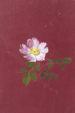 Antico disegno originale