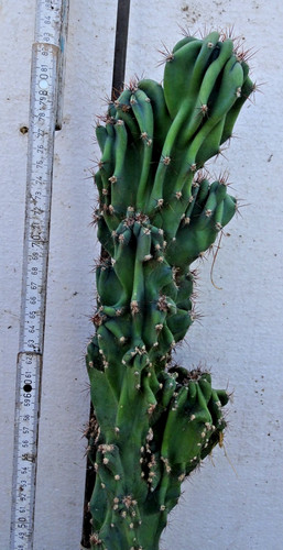 Cactus cereus - cactus,