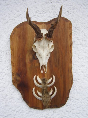 Denti cinghiale capriolo - cinghiale, e