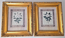 Coppia di stampe botaniche con