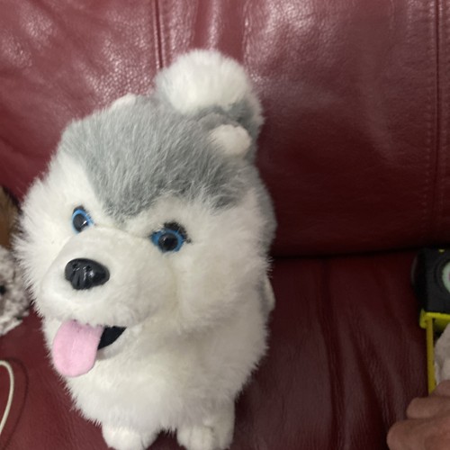 Peluche husky chow giocattolo - peluche, husky/chow