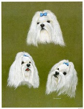 MALTESE WHITE TOY DOG FINE ART