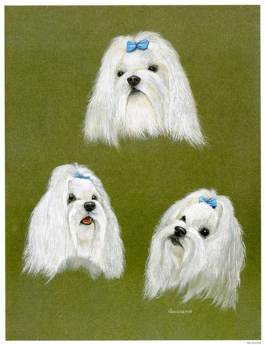 Maltese white toy dog - dog, art