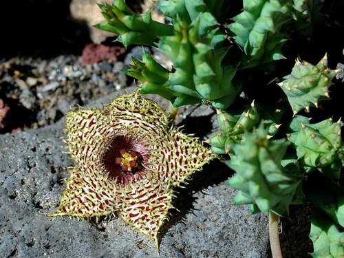 Huernia hystrix semi - huernia, hystrix,