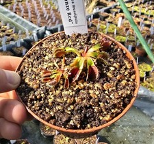 Dionaea muscipula "Bronze