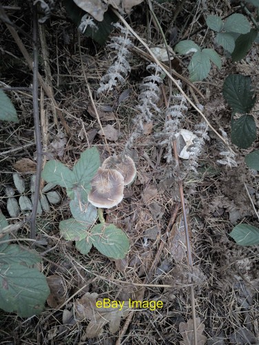 Photo 12x8 fungus - photo, at