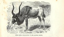 Stampa antica ANTILOPE DALLE