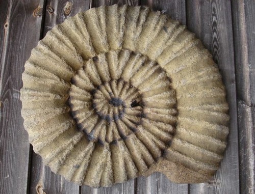 Large ammonite fossil - large, stone