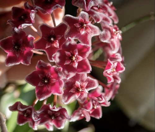 Hoya carnosa dark red unrooted - dark,