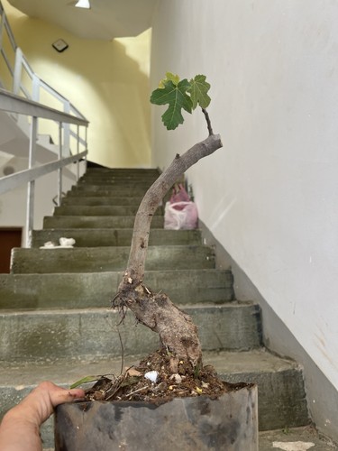 Bonsai ficus carica fico - ,,