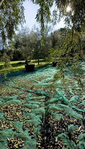 Rete per olive fitta - rete,