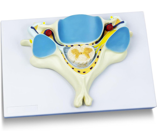 Vertebra cervicale umana - cervicale,