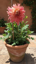 Semi di dalia anguria SF