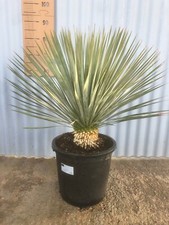 YUCCA ROSTRATA pot -17 lit. 