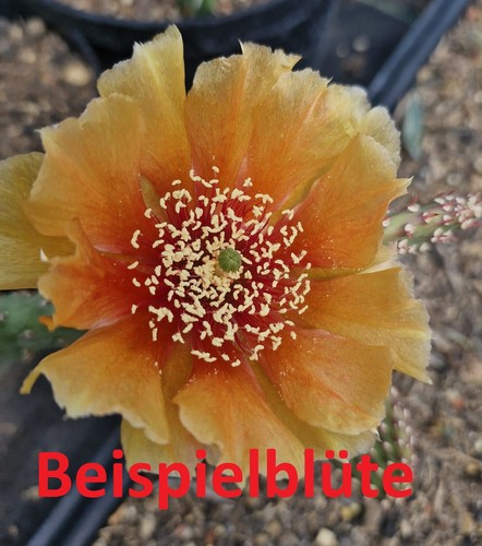 Opuntia aurea mandarin sunrise - aurea,