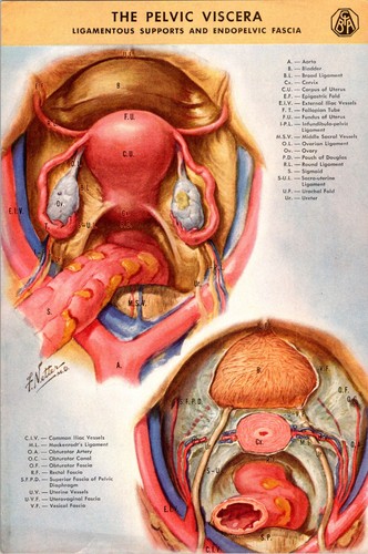 Ciba netter piastra viscera - netter,