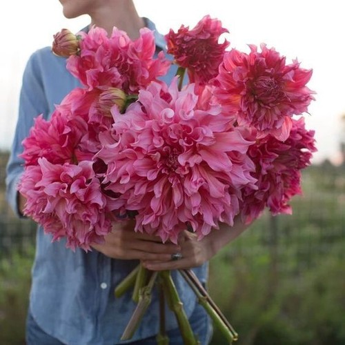 Bs227 big dahlia holly rosa - bs227,