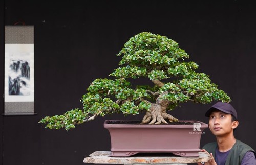 Albero vivo ehretia - albero,