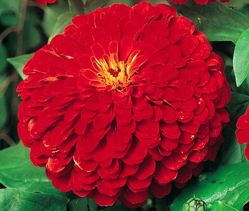 Zinnia cherry queen - cherry,
