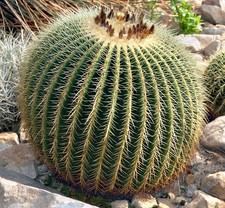 Cuscino della suocera - cuscino,