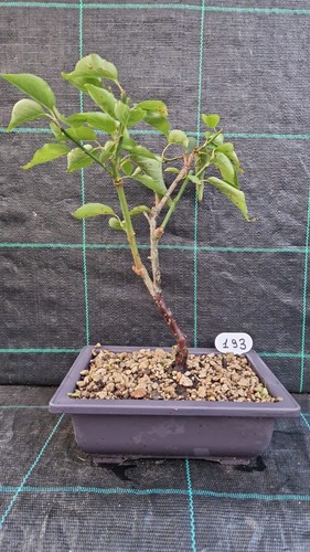 Bonsai prunus mume rosea - mume,