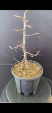 Pre Bonsai Carpino 