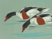 JOSEF WEISZ - Coppia di anatre