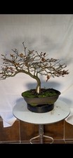 Pre Bonsai Di Faggio Yamadori