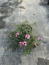 10 Piante Di Verbena Hybrida