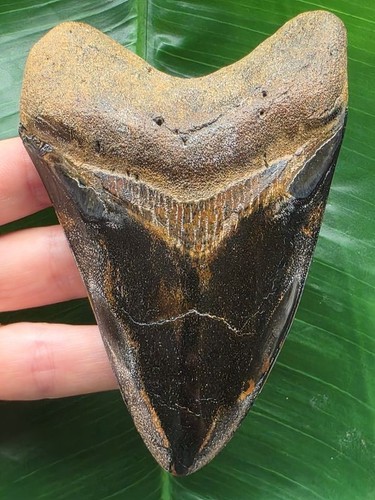 Dente megalodonte lucidato - dente,
