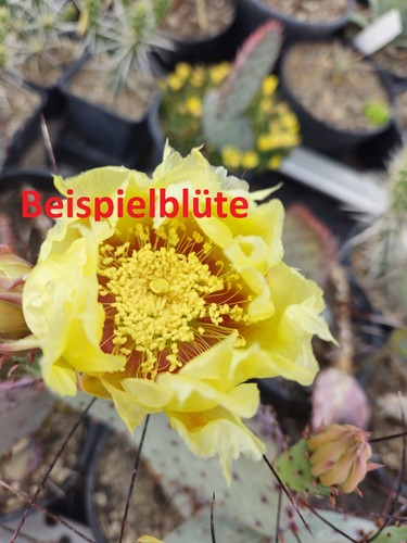 Opuntia macrocentra jan emming - macrocentra,
