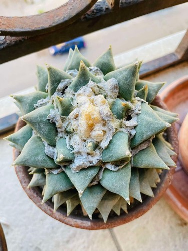 Cactus ariocarpus retusus var - cactus,