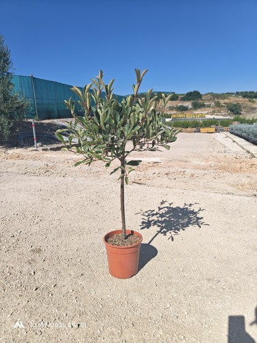 Photinia fraseri pink marble - pink,