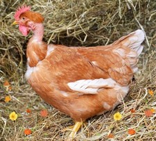 ?MIX?20 uova FECONDE/FERTILI: RAZZE DA CARNE E UOVA/ a Sorpresa