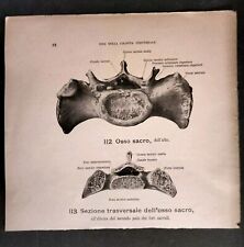 Lotto N. 2 Stampe Anatomica