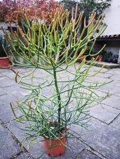 Euphorbia Tirucalli