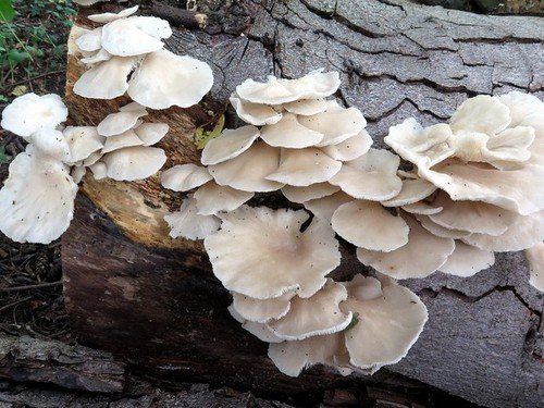 Photo 6x4 pleurotus - 6x4,