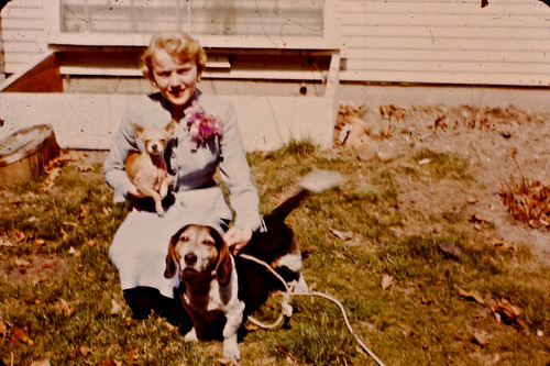 Donna che tiene chihuahua - donna, cane